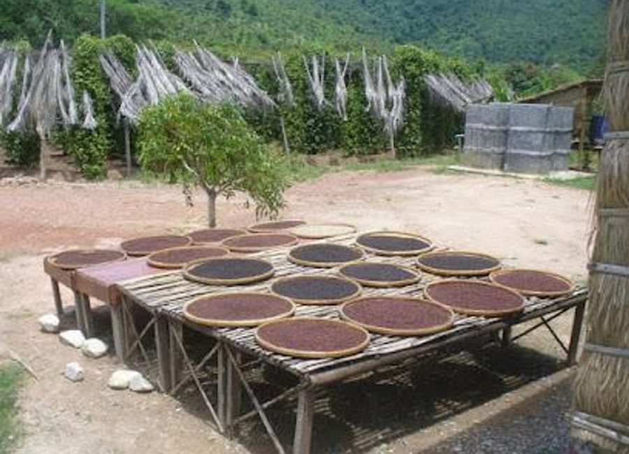 Discover the exquisite flavors of Cambodia at Sothy's Pepper Farm, the heart of organic spice cultivation and culinary delight.