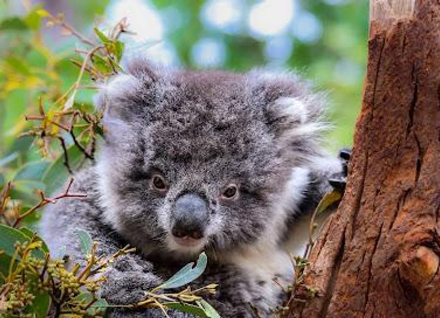 Discover the unique wildlife of Kangaroo Island at the Kangaroo Island Wildlife Park, where conservation meets family-friendly fun.