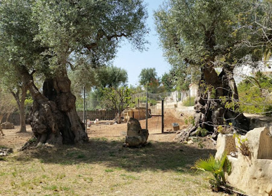 Discover the enchanting world of butterflies at Farfalia - Casa delle farfalle, a nature preserve in Monopoli that delights visitors with vibrant species and educational experiences.