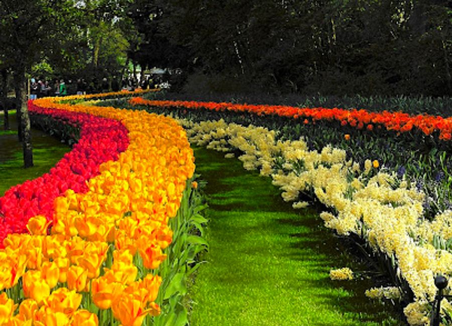 Explore the Beatrix Pavilion's stunning Orchids & Anthurium Show, a floral paradise in the heart of Keukenhof Gardens, perfect for nature lovers.