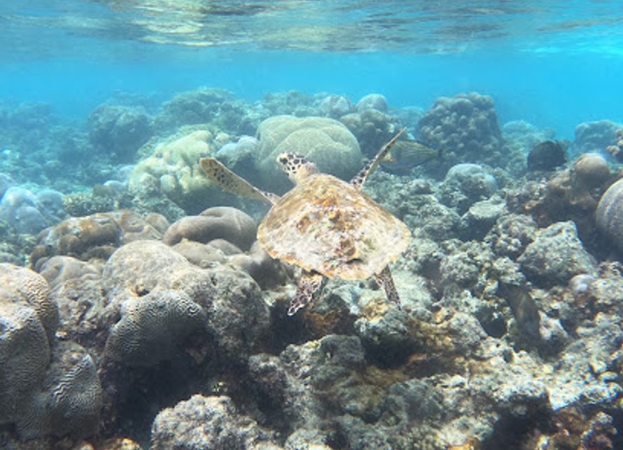 Explore Turtle Reef: A Snorkeler's Paradise in Dhigurah with Vibrant Marine Life and Stunning Coral Reefs.