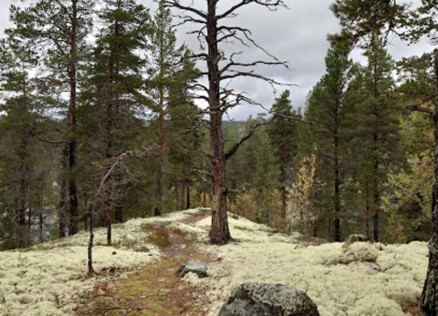 Explore the breathtaking beauty of Storfurua in Brenn, Norway - a tranquil tourist attraction perfect for nature lovers and adventurers alike.