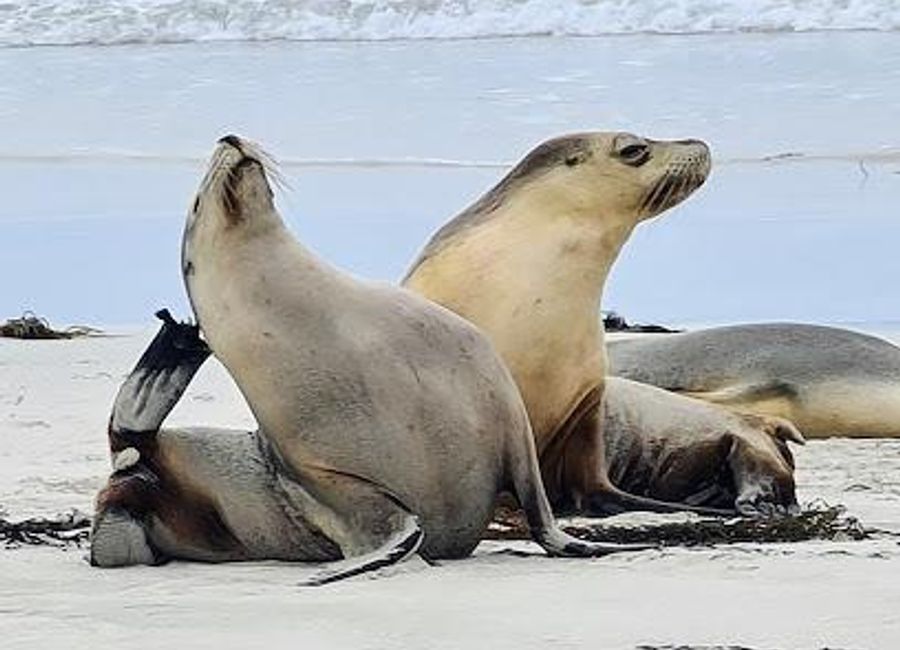 Discover the enchanting Seal Bay Conservation Park, home to a thriving colony of Australian sea lions and breathtaking coastal landscapes.