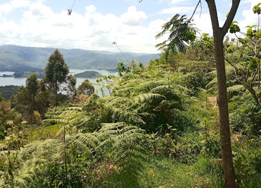 Explore the breathtaking landscapes and rich wildlife of Mahamba Wild Africa, a premier tourist attraction in Uganda perfect for nature enthusiasts.