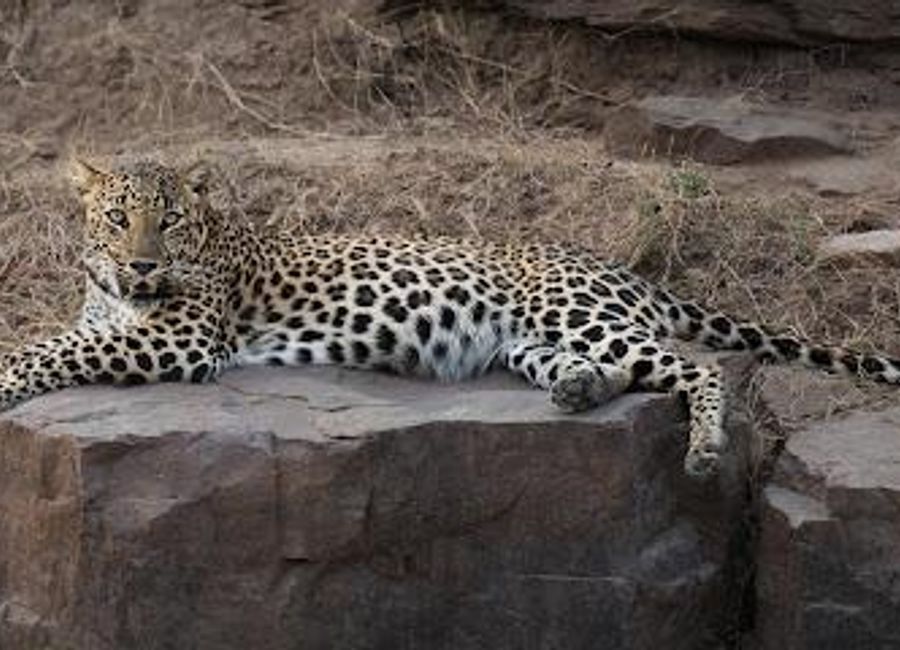 Explore the pristine beauty of Jhalana Leopard Safari Park, a wildlife haven in Jaipur, where adventure and nature intertwine beautifully.