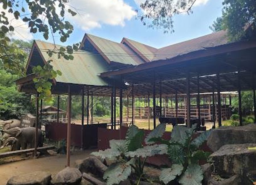 Experience the wonders of Elephant Haven Thailand, a sanctuary dedicated to the care and conservation of elephants in the heart of Kanchanaburi.