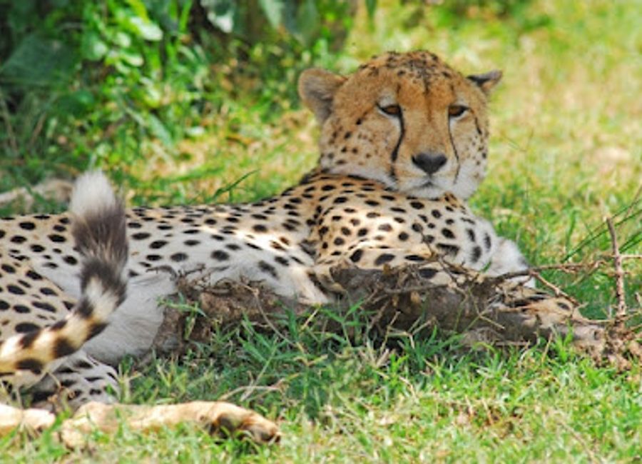 Discover the breathtaking views and wildlife at Leopard Lookout in Talek, an essential destination for nature lovers and adventurers alike.