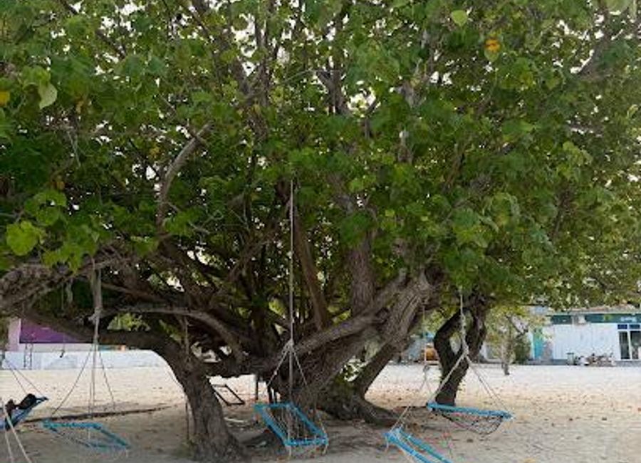 Experience the serene beauty and vibrant marine life of Ari Atoll, a tropical paradise in the Maldives perfect for relaxation and adventure.