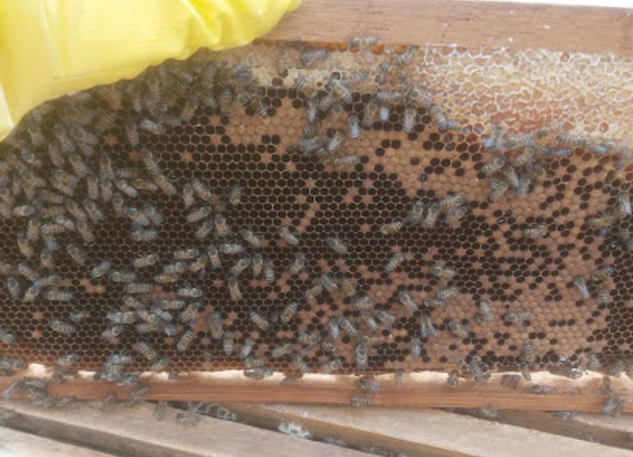 Experience the sweet side of Chapada dos Guimarães: beekeeping, honey tasting, and stunning views await at Apiário Fecho do Morro.