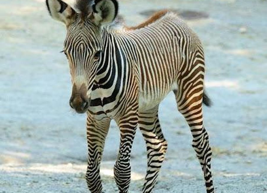 Experience the beauty of wildlife at Salzburg Zoo Hellbrunn, a stunning animal park perfect for families and nature lovers alike.