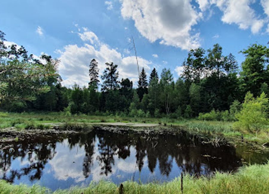 Experience the serene beauty of Leśne Bagno, a natural wonder in Poland perfect for relaxation and nature exploration.