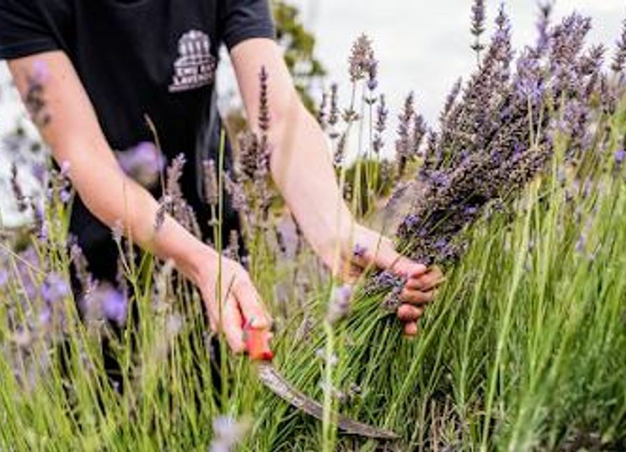 Discover the beauty and fragrance of Kangaroo Island at Emu Bay Lavender Farm, a sensory escape with lavender fields, café, and handmade products.