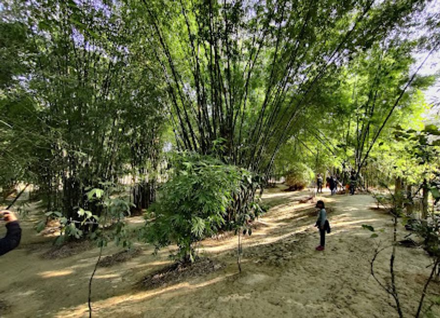 Discover the tranquil beauty of Kaziranga National Bamboo Park, a serene escape in Assam's lush landscapes, perfect for nature lovers and explorers.