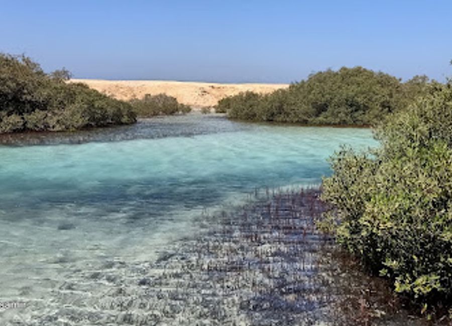 Explore the enchanting Birds Observatory in Sharm Al Sheikh, where nature meets tranquility and diverse bird species await your discovery.