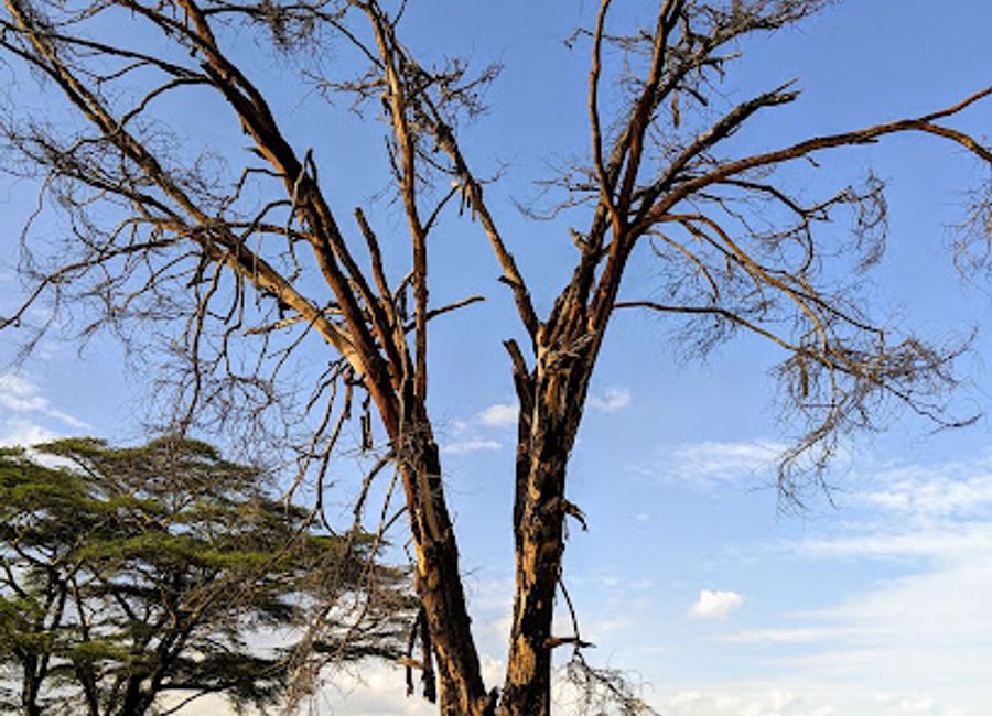 Experience the tranquil beauty of Lerai Picnic Site in Tanzania, a perfect retreat for picnics, relaxation, and nature exploration.