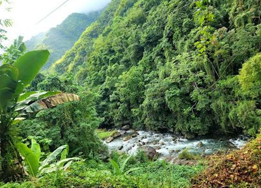 Explore the enchanting Blue Mountains National Park in Jamaica, a UNESCO World Heritage Site bursting with diverse wildlife, stunning landscapes, and outdoor adventures.