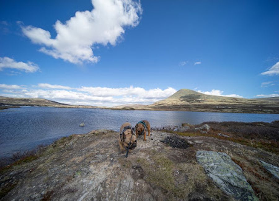 Experience the serene beauty of Muvatnet, a tranquil lake in Venabygd, perfect for nature lovers and adventure seekers.