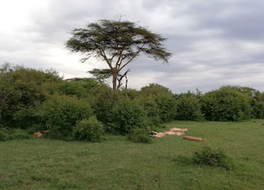 Experience the breathtaking wildlife and rich culture of Naboisho Conservancy, an eco-friendly haven in Kenya's Maasai Mara ecosystem.