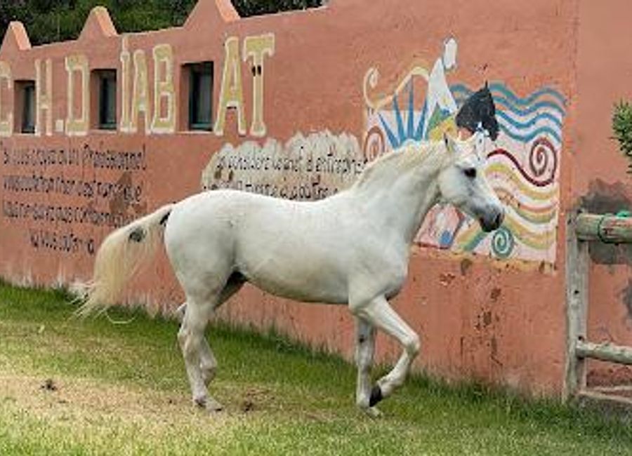 Discover thrilling horseback riding and ATV adventures at Ranch de Diabat, the ultimate outdoor experience in beautiful Diabat, Morocco.