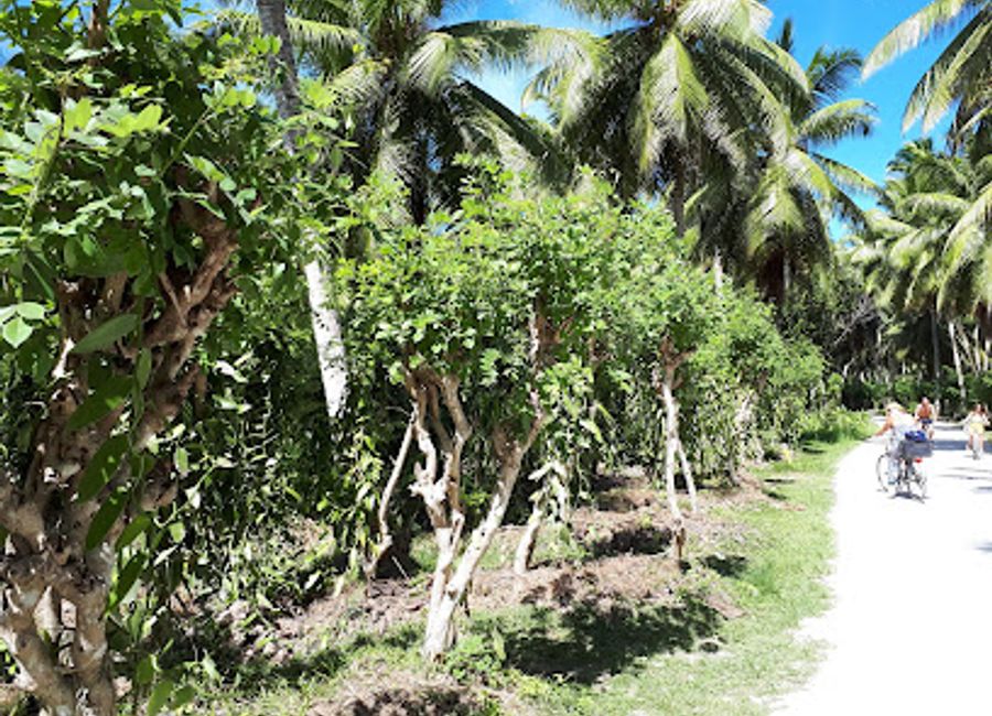 Discover the enchanting world of vanilla at Vanille-Plantagen, a captivating tourist attraction on La Digue, Seychelles, featuring lush plantations and rich cultural insights.
