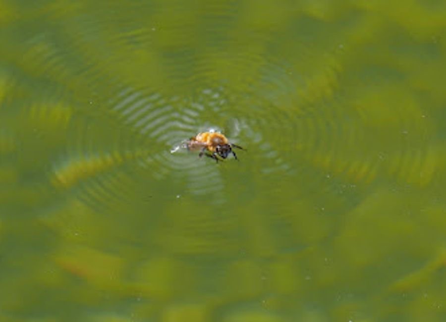 Discover the tranquil beauty of Giardini di Poggiofanti, a hidden garden gem in Montepulciano, perfect for relaxation and stunning views.
