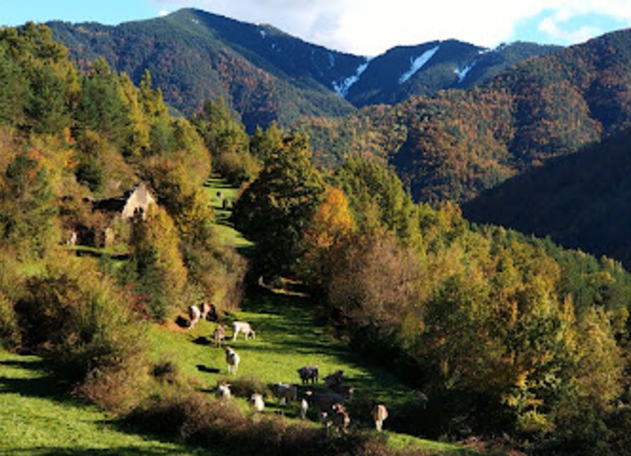 Discover the serene beauty of Bosque de la Pardina del Señor, a national forest in Huesca, perfect for nature lovers and outdoor adventurers.