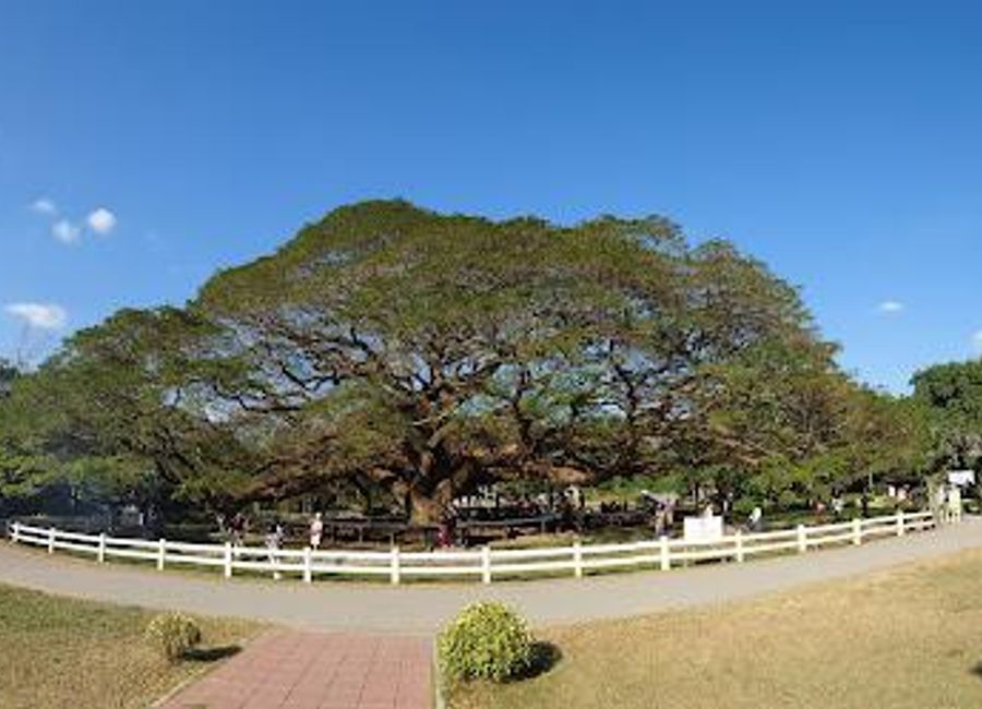 Discover the enchanting Giant Raintree in Kanchanaburi, a breathtaking natural attraction perfect for relaxation and photography amidst Thailand's stunning landscapes.