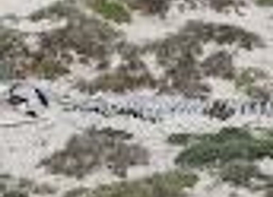 Experience the awe of the Humpback Whale Skeleton in Seal Bay, a unique tourist attraction that highlights marine life and conservation efforts.