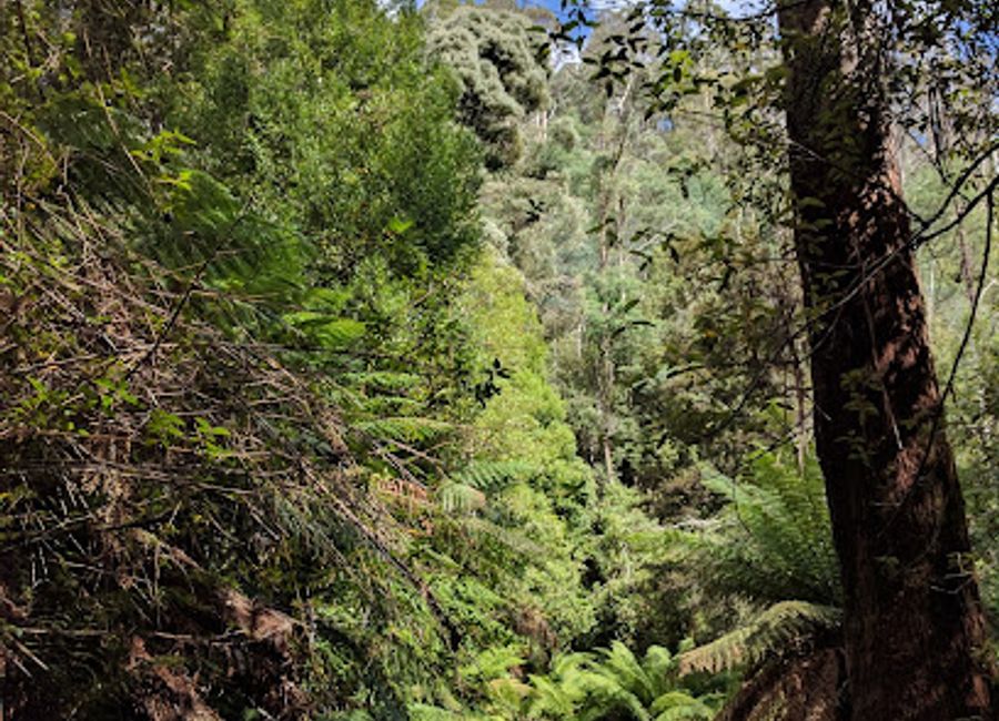 Explore the breathtaking Mole Creek Caves in Tasmania's National Park, where nature's wonders meet extraordinary limestone formations.