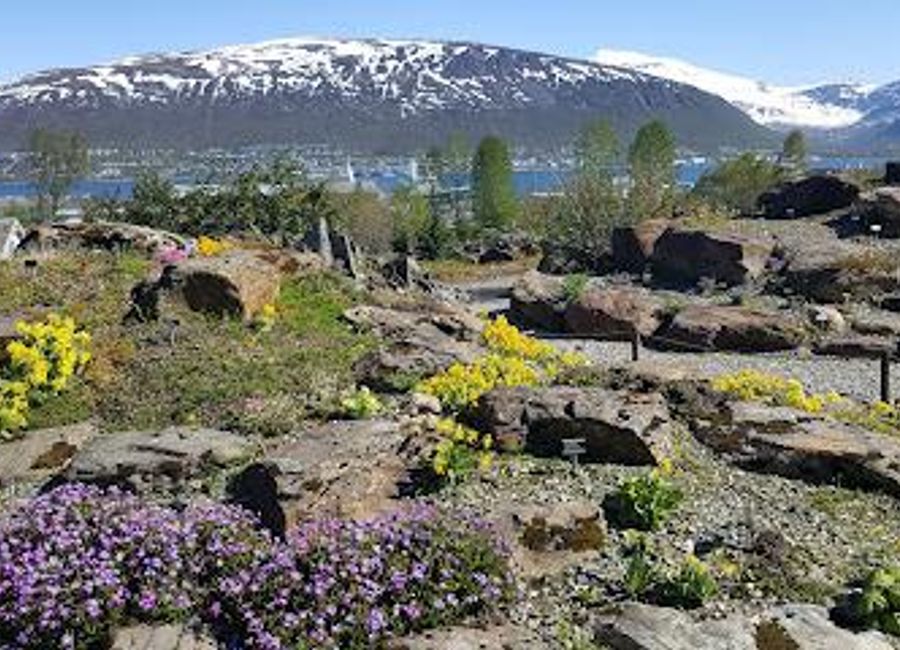 Discover the Arctic–Alpine Botanic Garden in Tromsø, a serene escape showcasing stunning Arctic and alpine plant species in a breathtaking setting.