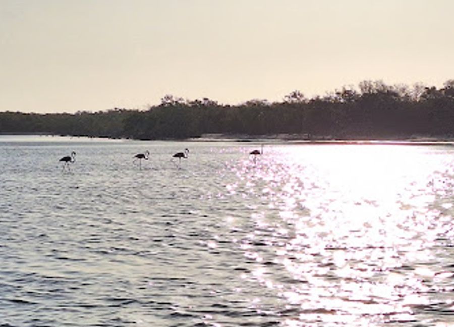 Explore the enchanting Flamingo Viewing Sandbar in Holbox, Quintana Roo, a stunning natural park perfect for birdwatching and photography amidst pristine beaches.