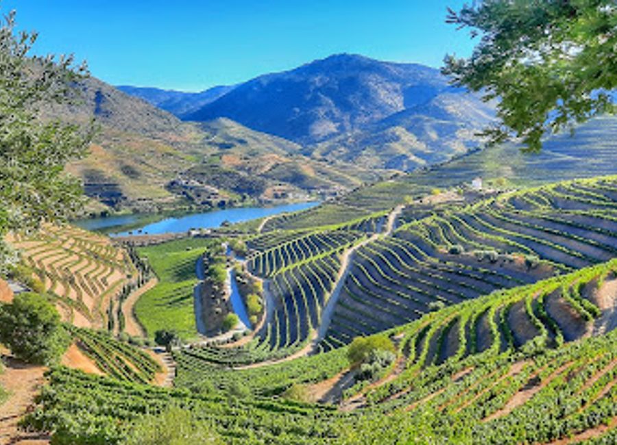 Experience the magic of Quinta do Vesúvio, a stunning winery in the Douro Valley, where rich traditions meet breathtaking landscapes and exceptional wines.
