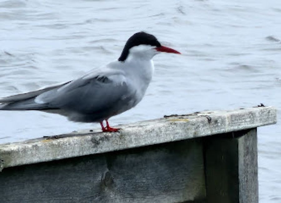 Discover the serene beauty of Jätkäri Bird Watching Tower in Kuusamo, a paradise for birdwatchers and nature enthusiasts.