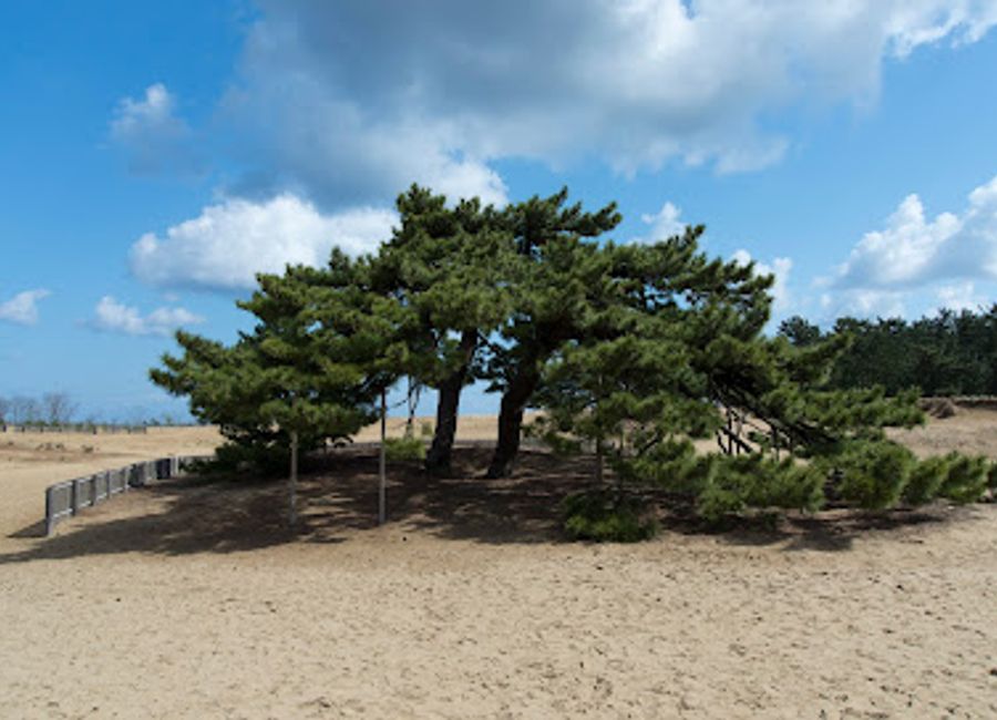 Experience the serene beauty and cultural richness of IchiriMatsu, a captivating tourist attraction in Tottori, Japan.