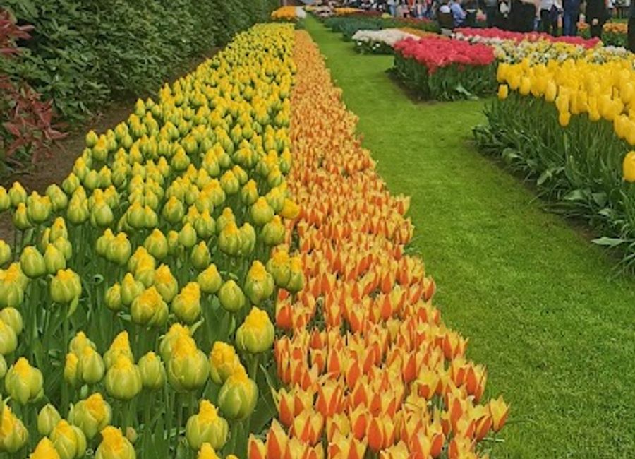 Discover the breathtaking beauty of Keukenhof from the water on an enchanting boat tour through vibrant flower fields in Lisse, Netherlands.