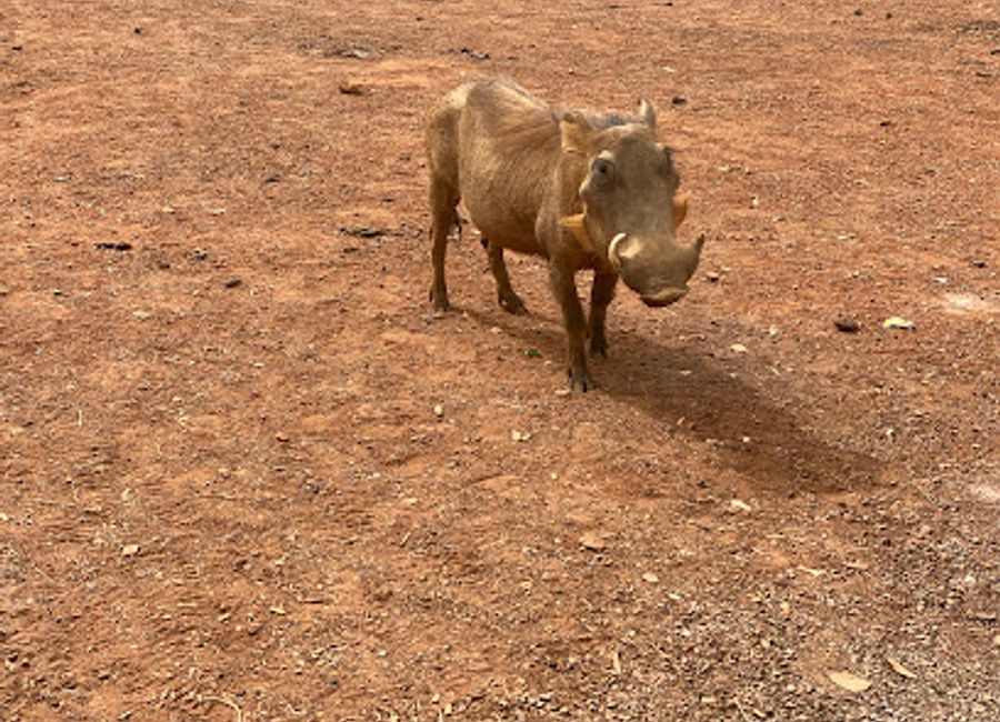 Discover the tranquility and natural beauty of Halte Parc Niokolo Koba, a serene oasis in Senegal perfect for wildlife enthusiasts and nature lovers.