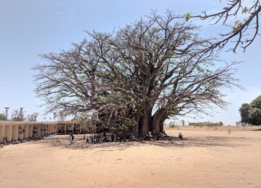Explore Baobab Sacré, a stunning tourist attraction in Fadial, famous for its majestic baobab trees and rich cultural significance.