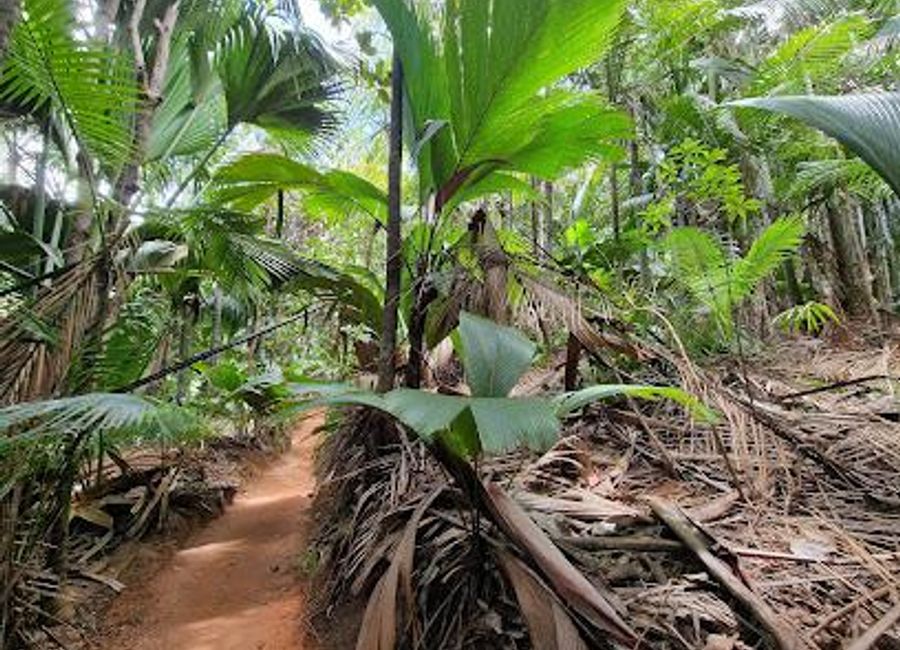 Discover the unique Coco de Mer palms and vibrant wildlife at Vallée de Mai, a UNESCO World Heritage site in Baie Ste Anne, Seychelles.