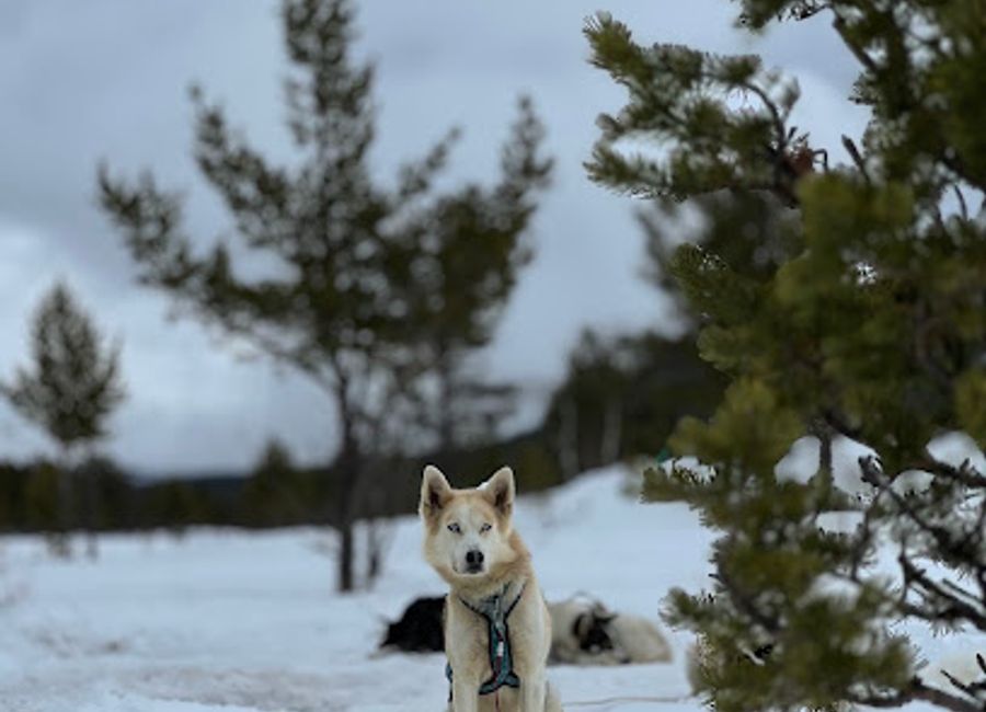 Discover Heidal Husky, where Arctic adventure meets breathtaking landscapes in Norway's stunning Heidal valley.