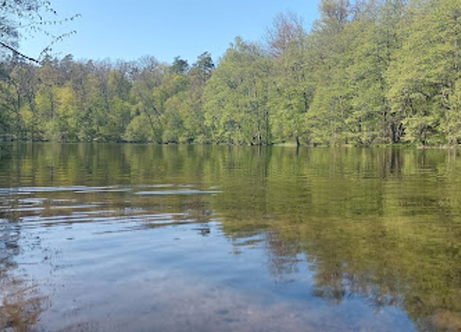 Discover the serene landscapes and rich biodiversity of Las Warmiński Nature Reserve, a perfect escape for nature lovers and wildlife enthusiasts in Poland.