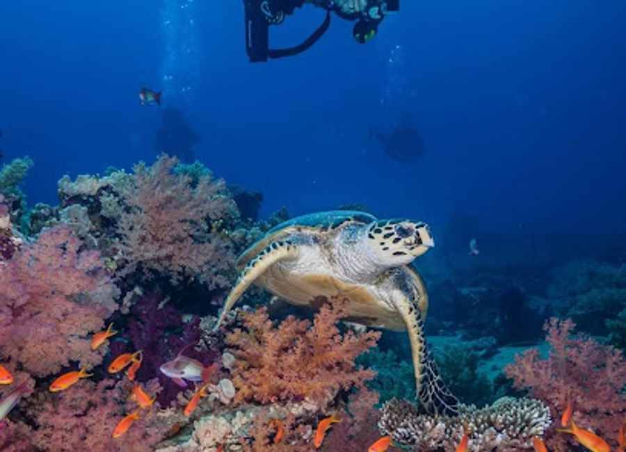 Explore the breathtaking Yolanda Reef in Second Sharm Al Shiekh, a diver's paradise filled with vibrant coral reefs and diverse marine life.