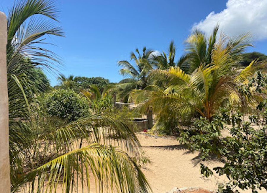 Discover the serene beauty of Kinai Farm in Lamu, Kenya, a tranquil garden oasis filled with vibrant flora and rich biodiversity.