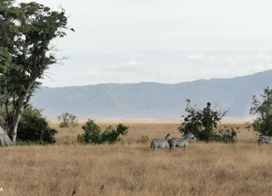 Explore the breathtaking beauty and rich biodiversity of Ngorongoro Eastern Crater, a UNESCO World Heritage site in Tanzania, perfect for wildlife enthusiasts.