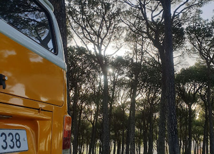 Discover the tranquility of Ghabat Sanoubar, a majestic national forest in Lebanon, perfect for nature lovers and adventurers seeking serenity and beauty.