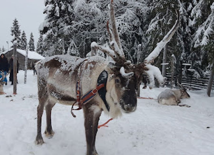 Discover the enchanting Orjasniemi Reindeer Farm in Kuusamo, Finland, where you can interact with reindeer and explore Sami culture in a breathtaking natural setting.