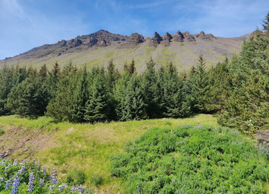 Discover the tranquility of Stórurðarlundur, a serene park in Ísafjörður, perfect for nature walks and family picnics amidst stunning Icelandic landscapes.