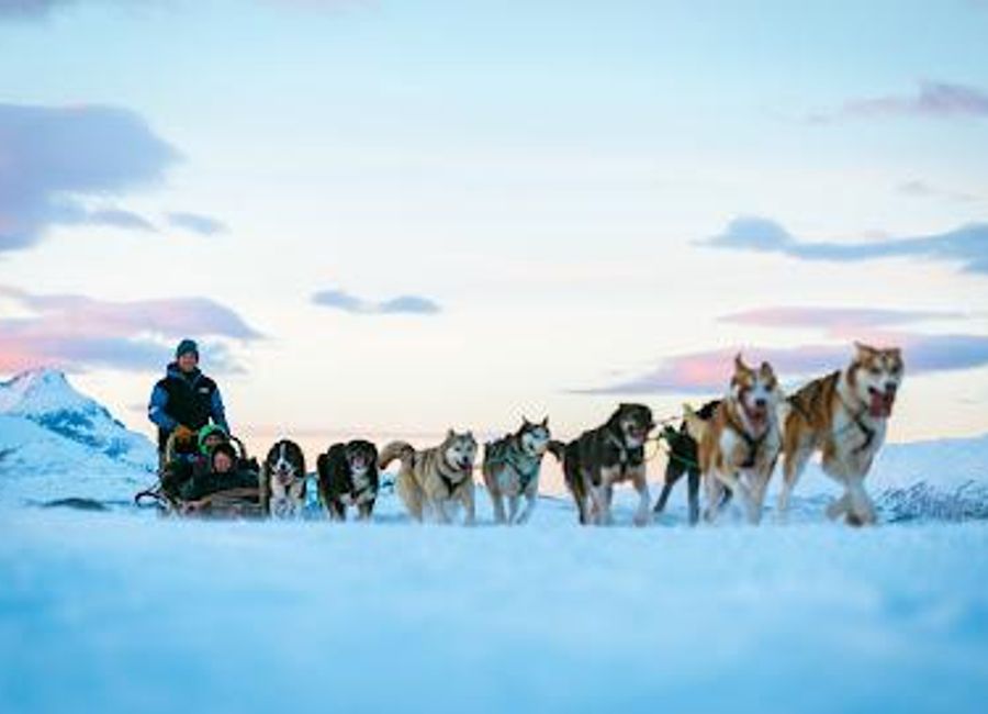 Experience the thrill of dog sledding at Tromso Wilderness Center, where adventure meets stunning Arctic landscapes in Kvaløya, Norway.