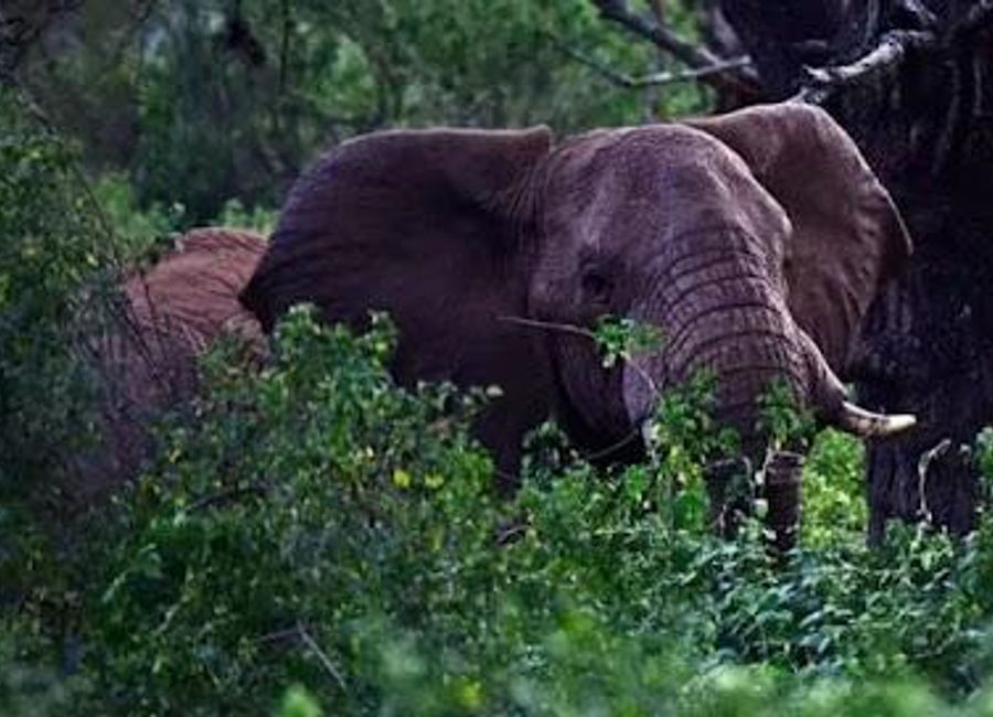 Discover the rich cultural heritage of Ethiopia at the Harari National Museum, where history and tradition come alive in Harar.