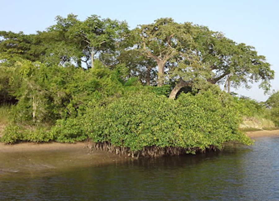 Explore the Kalissaye Avifaunal Reserve in Nissi, Senegal, a premier destination for birdwatching and nature exploration, rich in biodiversity.