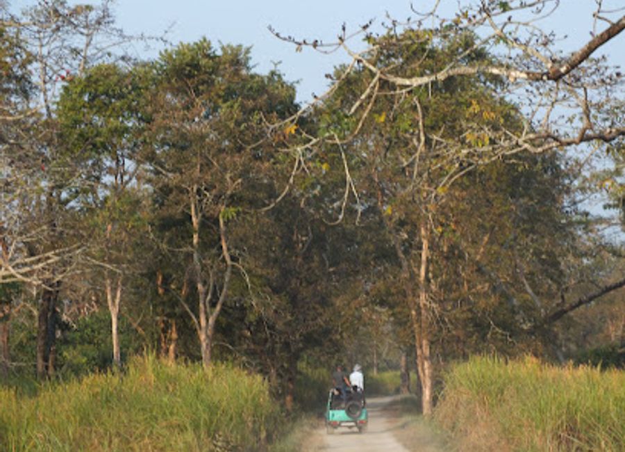 Explore the stunning wildlife and rich biodiversity of Kaziranga National Park with Kaziranga Tours & Travels, your gateway to Assam's natural wonders.